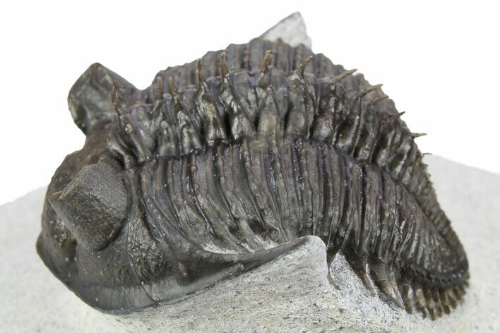 Tower-Eyed, Erbenochile Trilobite - Ou Driss, Morocco #254076